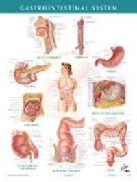 Produktbild: Gastrointestinal System Chart