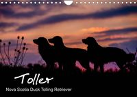Bild vom Artikel Toller - Nova Scotia Duck Tolling Retriever (Wandkalender 2023 DIN A4 quer) vom Autor Anna Auerbach