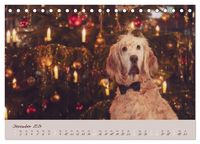 English Setter – Impressionen edler Hunde (Tischkalender 2024 DIN A5 quer), CALVENDO Monatskalender