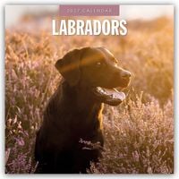 Produktbild: Labradors &ndash; Labradore &ndash; Labrador Retriever 2027 &ndash; 16-Monatskalender