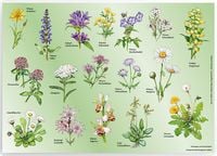 Produktbild: Tischset &bdquo;Wiesenblumen&ldquo;