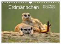Produktbild: Erdm&auml;nnchen - Tierkinder (Wandkalender 2027 DIN A4 quer), CALVENDO Monatskalender