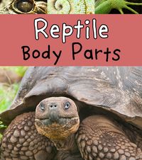 Produktbild: Reptile Body Parts
