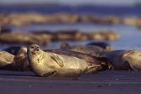 Die Nordsee - Unser Meer