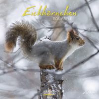 Bild vom Artikel Eichhörnchen 2024 vom Autor 