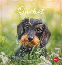 Produktbild: Dackel Postkartenkalender 2027