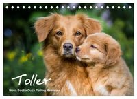 Produktbild: Toller - Nova Scotia Duck Tolling Retriever (Tischkalender 2027 DIN A5 quer), CALVENDO Monatskalender