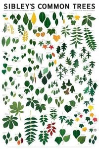 Produktbild: Sibley's Common Trees of Eastern North America
