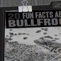 Produktbild: 20 Fun Facts about Bullfrogs