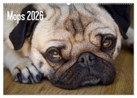 Produktbild: Mops 2026 (Wandkalender 2026 DIN A2 quer), CALVENDO Monatskalender