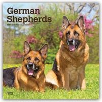 Produktbild: German Shepherds &ndash; Deutsche Sch&auml;ferhunde 2027 &ndash; 16-Monatskalender
