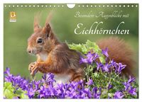 Produktbild: Besondere Augenblicke mit Eichh&ouml;rnchen (Wandkalender 2026 DIN A4 quer), CALVENDO Monatskalender