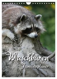 Produktbild: Waschb&auml;ren Familienplaner (Wandkalender 2026 DIN A4 hoch), CALVENDO Monatskalender
