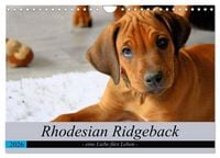 Produktbild: Rhodesian Ridgeback - eine Liebe f&uuml;rs Leben (Wandkalender 2026 DIN A4 quer), CALVENDO Monatskalender