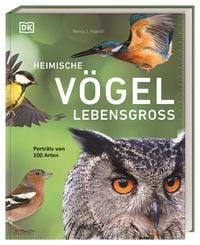 Produktbild: Heimische V&ouml;gel lebensgro&szlig;