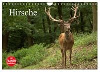 Produktbild: Hirsche (Wandkalender 2026 DIN A4 quer), CALVENDO Monatskalender