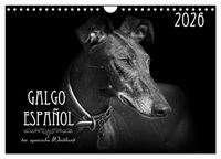 Produktbild: Galgo Espa&ntilde;ol - der spanische Windhund 2026 (Wandkalender 2026 DIN A4 quer), CALVENDO Monatskalender