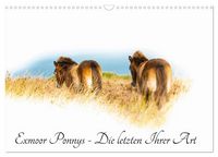 Produktbild: Exmoor Ponnys - Die letzten Ihrer Art (Wandkalender 2026 DIN A3 quer), CALVENDO Monatskalender