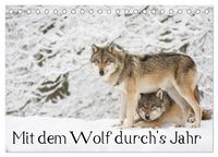 Produktbild: Mit dem Wolf durch's Jahr (Tischkalender 2026 DIN A5 quer), CALVENDO Monatskalender