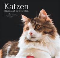 Produktbild: Katzen - Diven auf Samtpfoten Kalender 2027 - Diven auf Samtpfoten
