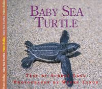 Produktbild: Baby Sea Turtle
