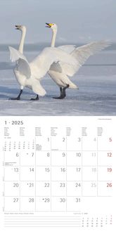 Erotic Moments 2023 - Bild-Kalender 42x56 cm - Women - Frauen -  schwarz-weiß - Erotik-Kalender - Wand-Kalender - Alpha Edition