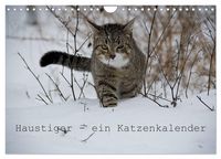 Produktbild: Haustiger - Ein Katzenkalender (Wandkalender 2027 DIN A4 quer), CALVENDO Monatskalender
