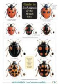 Produktbild: Majerus, M: Guide to Ladybirds of the British Isles