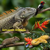 Produktbild: Jamaican Animals