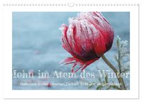 Produktbild: Mohn im Atem des Winters (Wandkalender 2027 DIN A3 quer), CALVENDO Monatskalender
