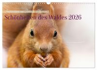 Produktbild: Sch&ouml;nheiten des Waldes (Wandkalender 2026 DIN A3 quer), CALVENDO Monatskalender