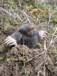 Produktbild: Pang&auml;a