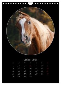 Crazy horses (Wandkalender 2024 DIN A4 hoch), CALVENDO Monatskalender
