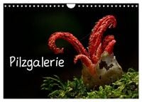 Produktbild: Pilzgalerie (Wandkalender 2026 DIN A4 quer), CALVENDO Monatskalender