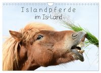 Produktbild: Islandpferde im Isi-Land (Wandkalender 2026 DIN A4 quer), CALVENDO Monatskalender