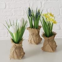 Produktbild: BOLTZE Topfpflanze Harmony 19cm 3fach sortiert