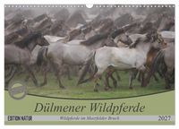 Produktbild: D&uuml;lmener Wildpferde - Wildpferde im Meerfelder Bruch (Wandkalender 2027 DIN A3 quer), CALVENDO Monatskalender