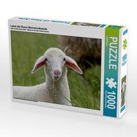 Produktbild: CALVENDO Puzzle Lamm der Rasse Merinolandschafe | 1000 Teile Lege-Gr&ouml;&szlig;e 64x48cm Foto-Puzzle f&uuml;r gl&uuml;ckliche Stunden