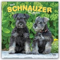 Produktbild: Schnauzer Puppies &ndash; Schnauzer Welpen 2027 &ndash; 16-Monatskalender