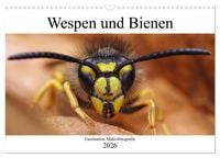 Produktbild: Faszination Makrofotografie: Wespen und Bienen (Wandkalender 2026 DIN A3 quer), CALVENDO Monatskalender