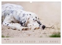 English Setter – Impressionen edler Hunde (Wandkalender 2024 DIN A3 quer), CALVENDO Monatskalender