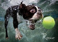 Produktbild: Underwater Dogs Rocco Puzzle