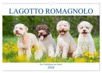 Produktbild: Lagotto Romagnolo - Der Tr&uuml;ffelhund aus Italien (Wandkalender 2026 DIN A3 quer), CALVENDO Monatskalender