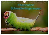 Produktbild: Faszination Schmetterlingsraupen (Wandkalender 2026 DIN A4 quer), CALVENDO Monatskalender
