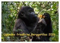Produktbild: Ugandas friedliche Berggorillas (Tischkalender 2026 DIN A5 quer), CALVENDO Monatskalender