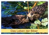 Produktbild: Das Leben der Biber (Wandkalender 2026 DIN A3 quer), CALVENDO Monatskalender