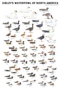 Produktbild: Sibley's Waterfowl of North America