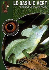 Produktbild: Basilic vert basiliscus plumifrons