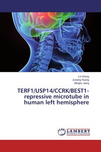 Produktbild: TERF1/USP14/CCRK/BEST1-repressive microtube in human left hemisphere