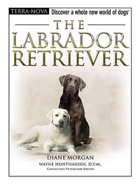 Produktbild: Labrador Retriever